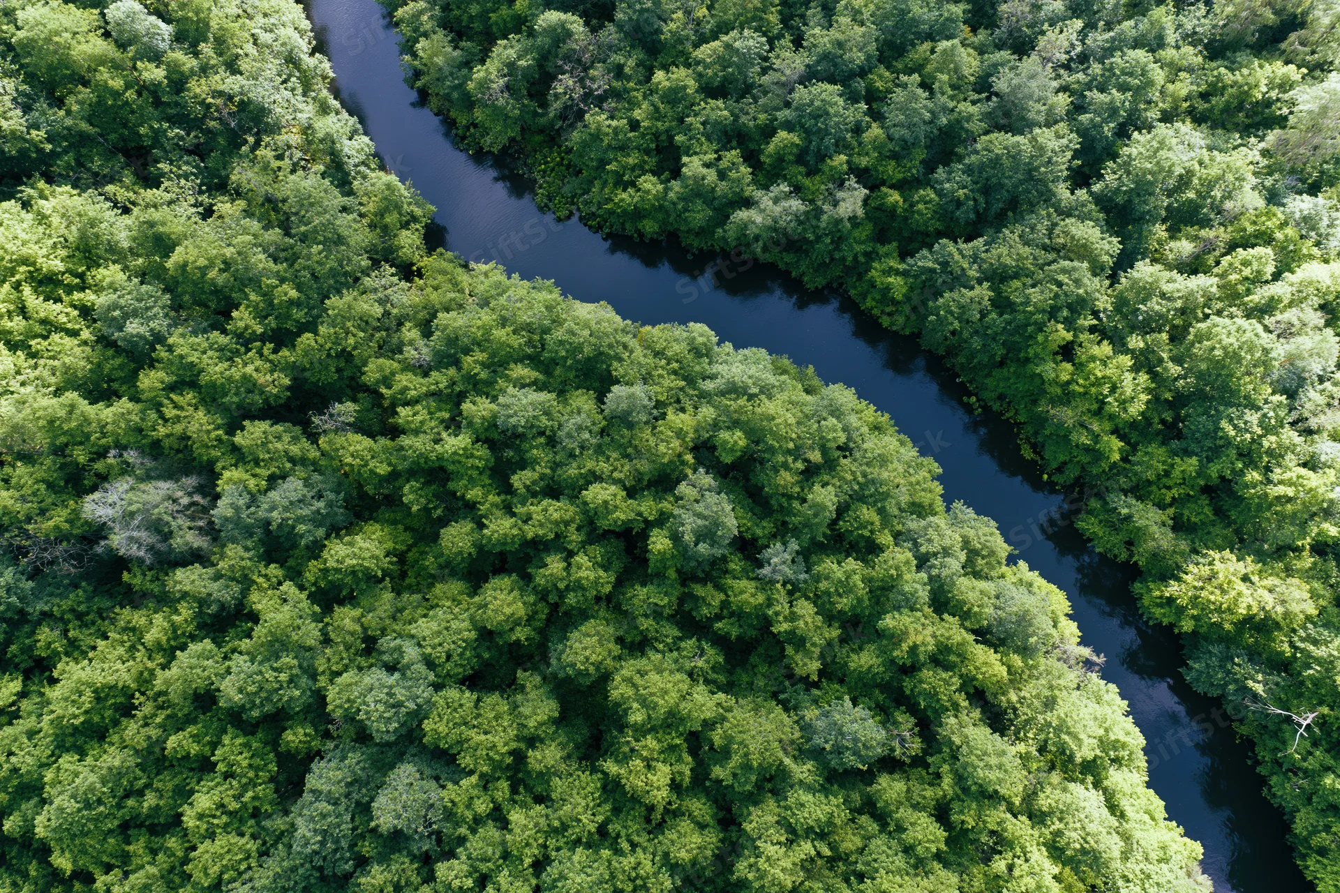 Aerial top-down view of a winding river through dense green forest canopy