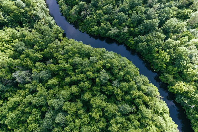 Aerial top-down view of a winding river through dense green forest canopy