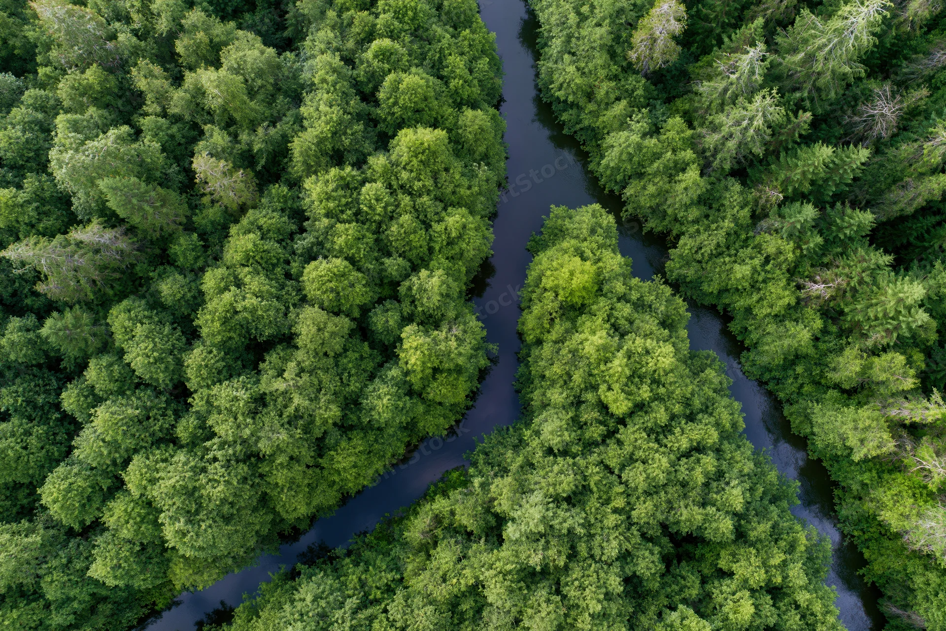 Aerial top-down view of a winding river flowing through dense green forest