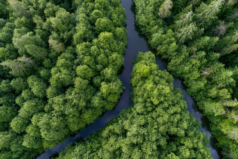 Aerial top-down view of a winding river flowing through dense green forest