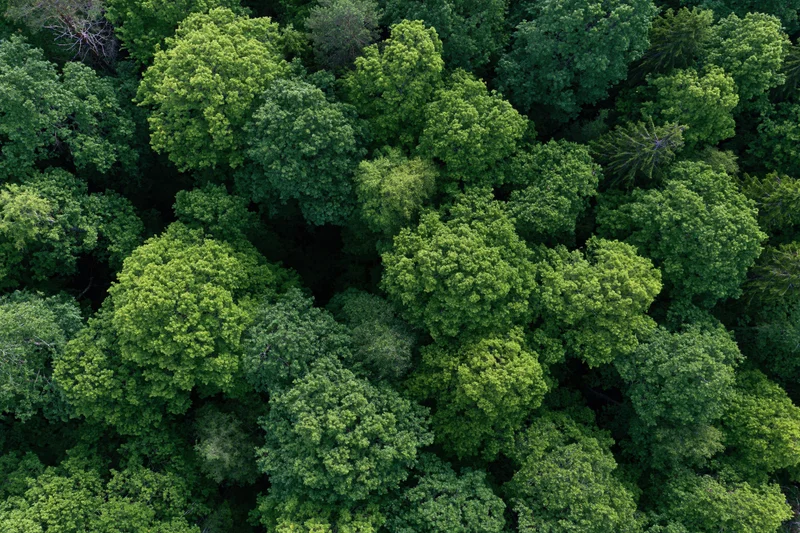 Aerial top-down view of dense temperate forest canopy filled with green trees