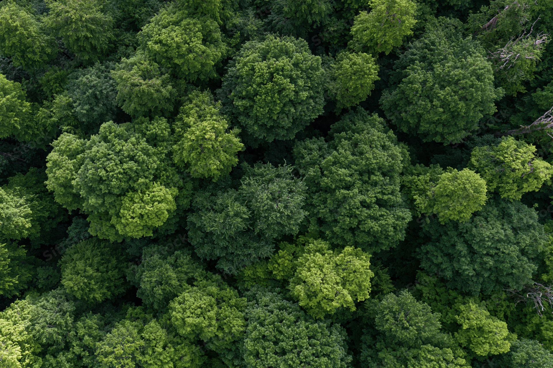 Aerial top-down view of dense temperate forest canopy filled with green treetops