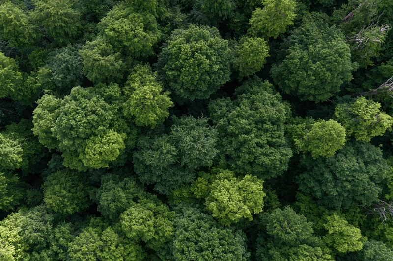 Aerial top-down view of dense temperate forest canopy filled with green treetops