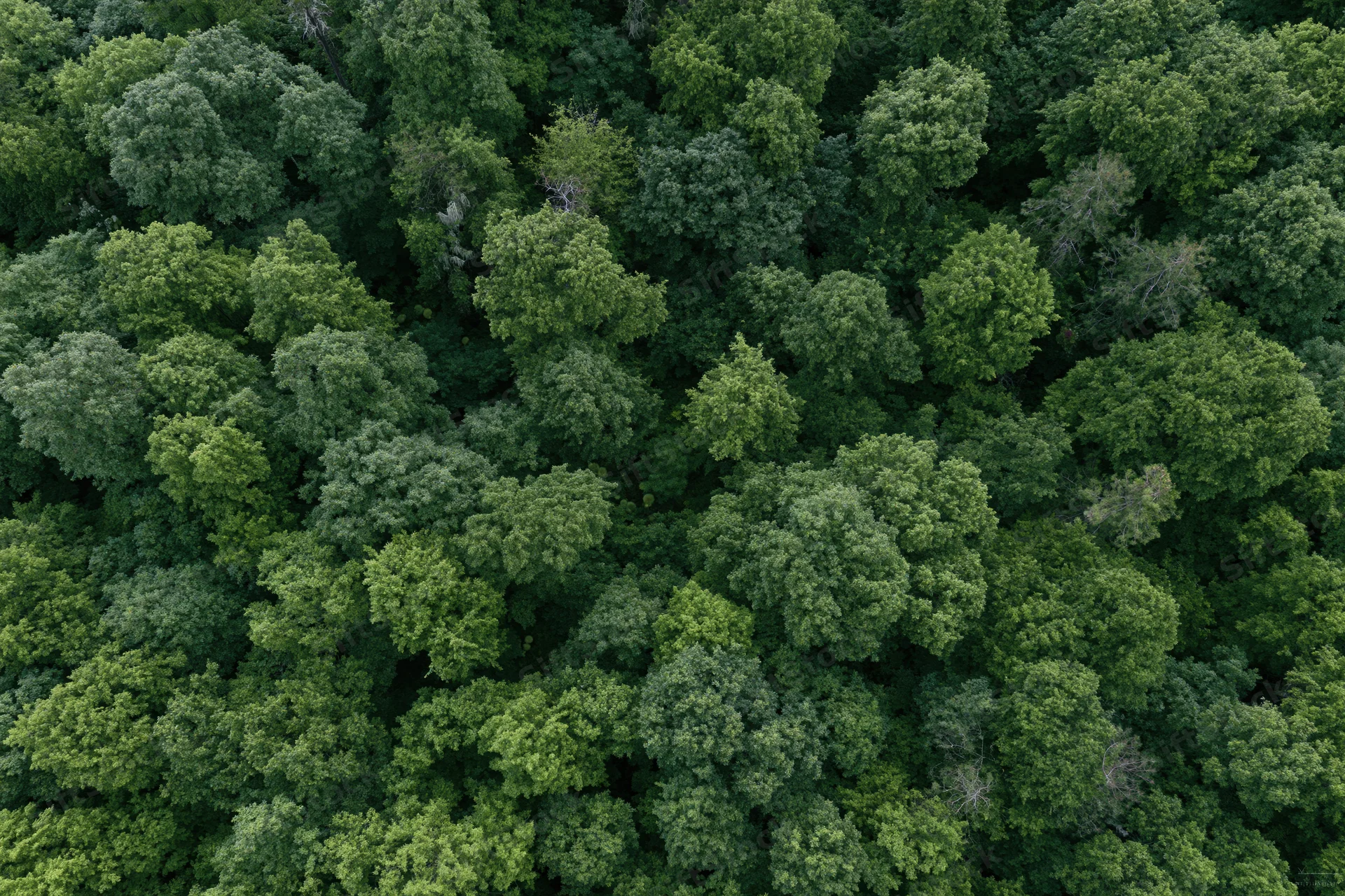 Aerial top-down view of dense temperate forest canopy filled with green trees and foliage