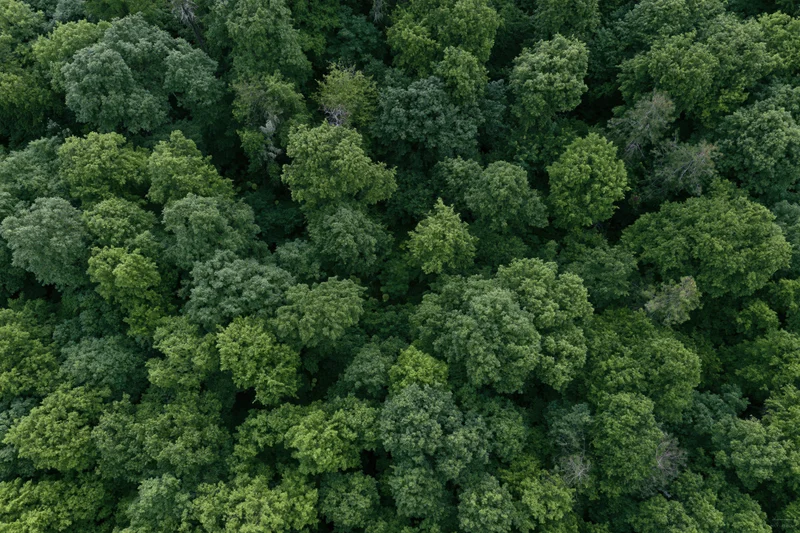 Aerial top-down view of dense temperate forest canopy filled with green trees and foliage