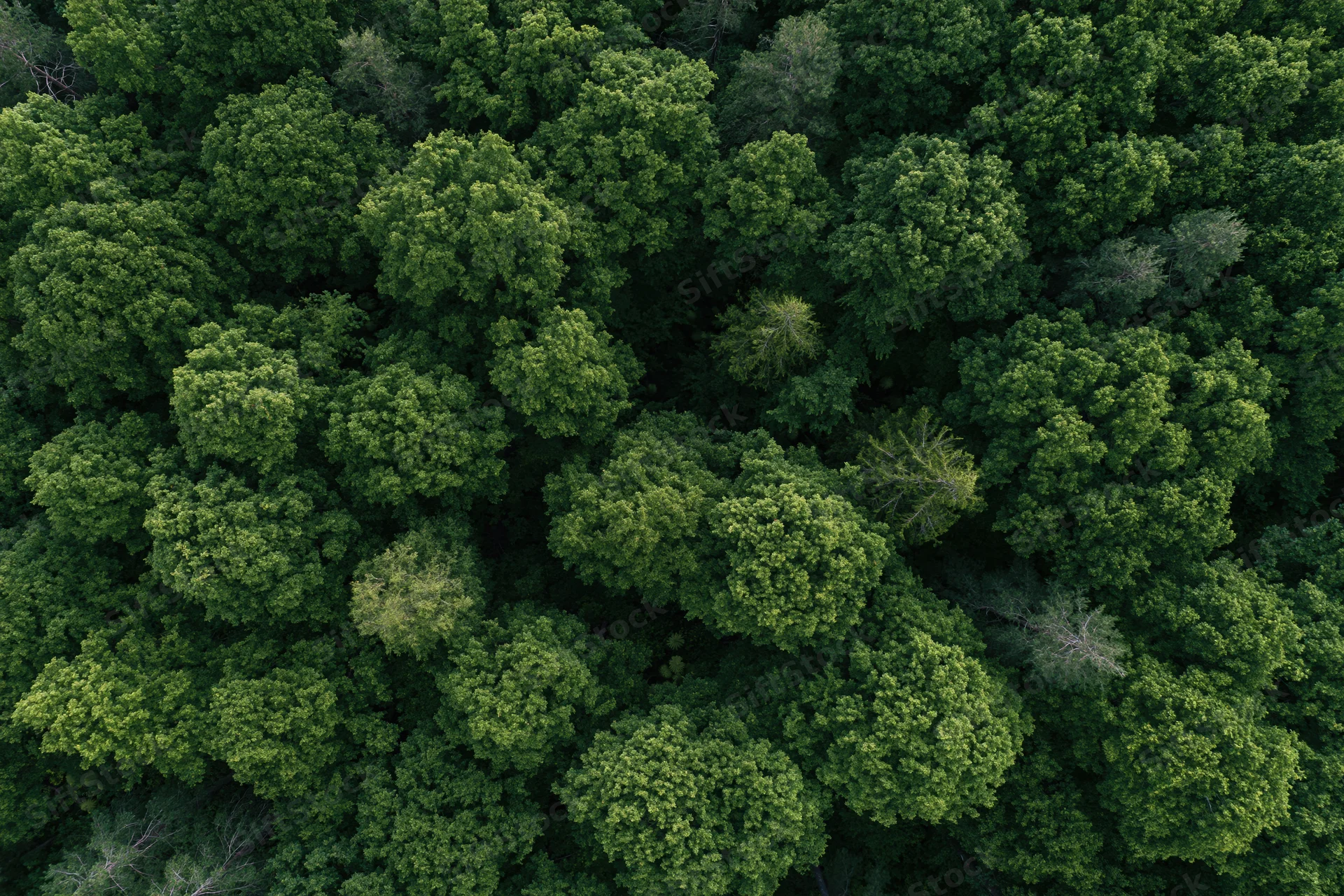 Aerial top-down view of dense temperate forest canopy filled with green treetops