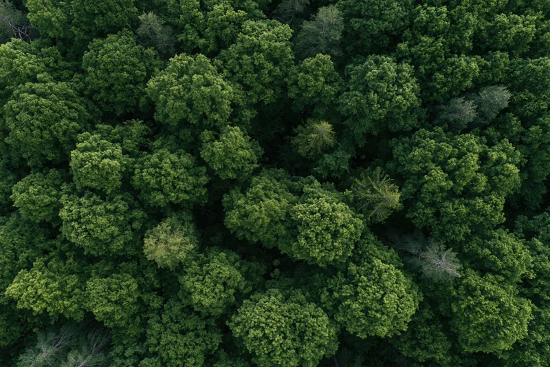Aerial top-down view of dense temperate forest canopy filled with green treetops