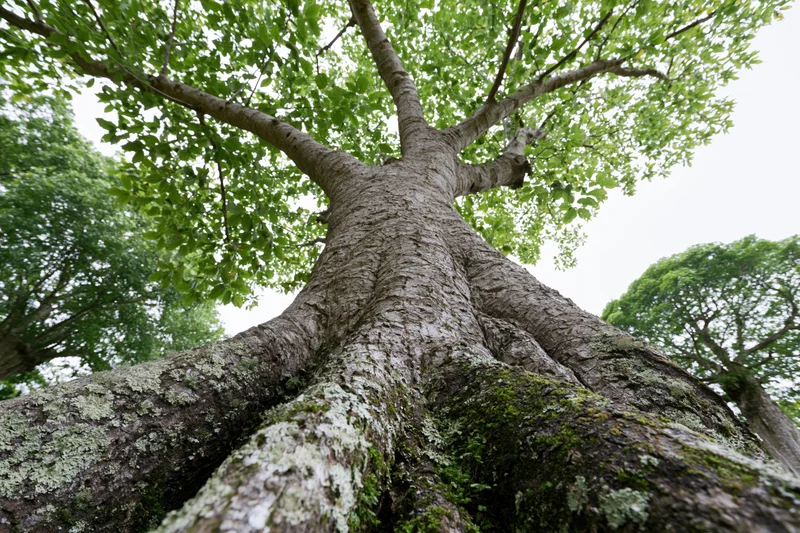 Ancient broadleaf tree viewed from ground level looking up through its canopy in a forest setting