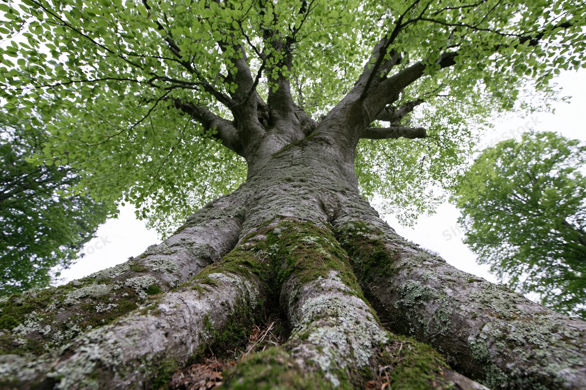 Low-angle view of ancient broadleaf tree trunk covered in moss and lichen reaching upward into green canopy