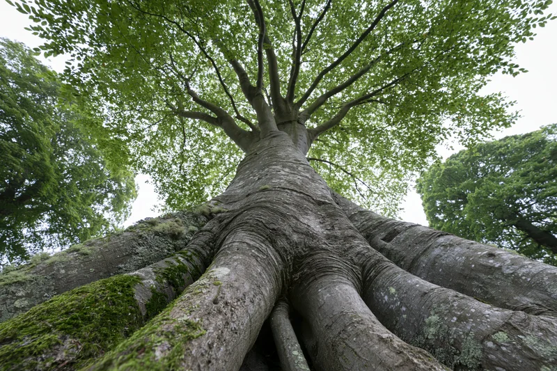 Low-angle view of ancient broadleaf tree trunk with mossy bark and spreading branches reaching into the canopy