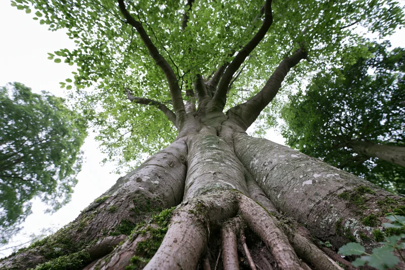 Low-angle view of ancient broadleaf tree trunk rising to dense green canopy in forest setting