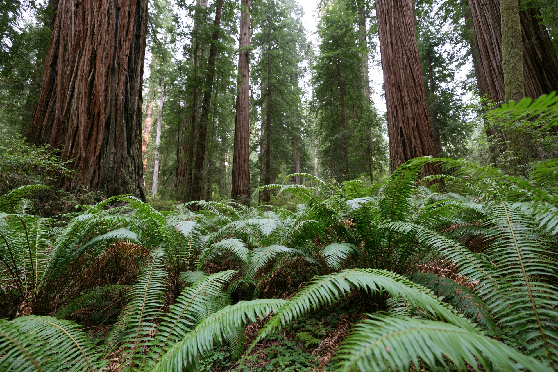 Dense ferns covering the forest floor beneath towering redwood trees