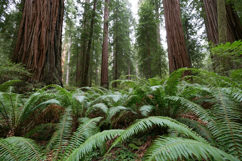Dense ferns covering the forest floor beneath towering redwood trees