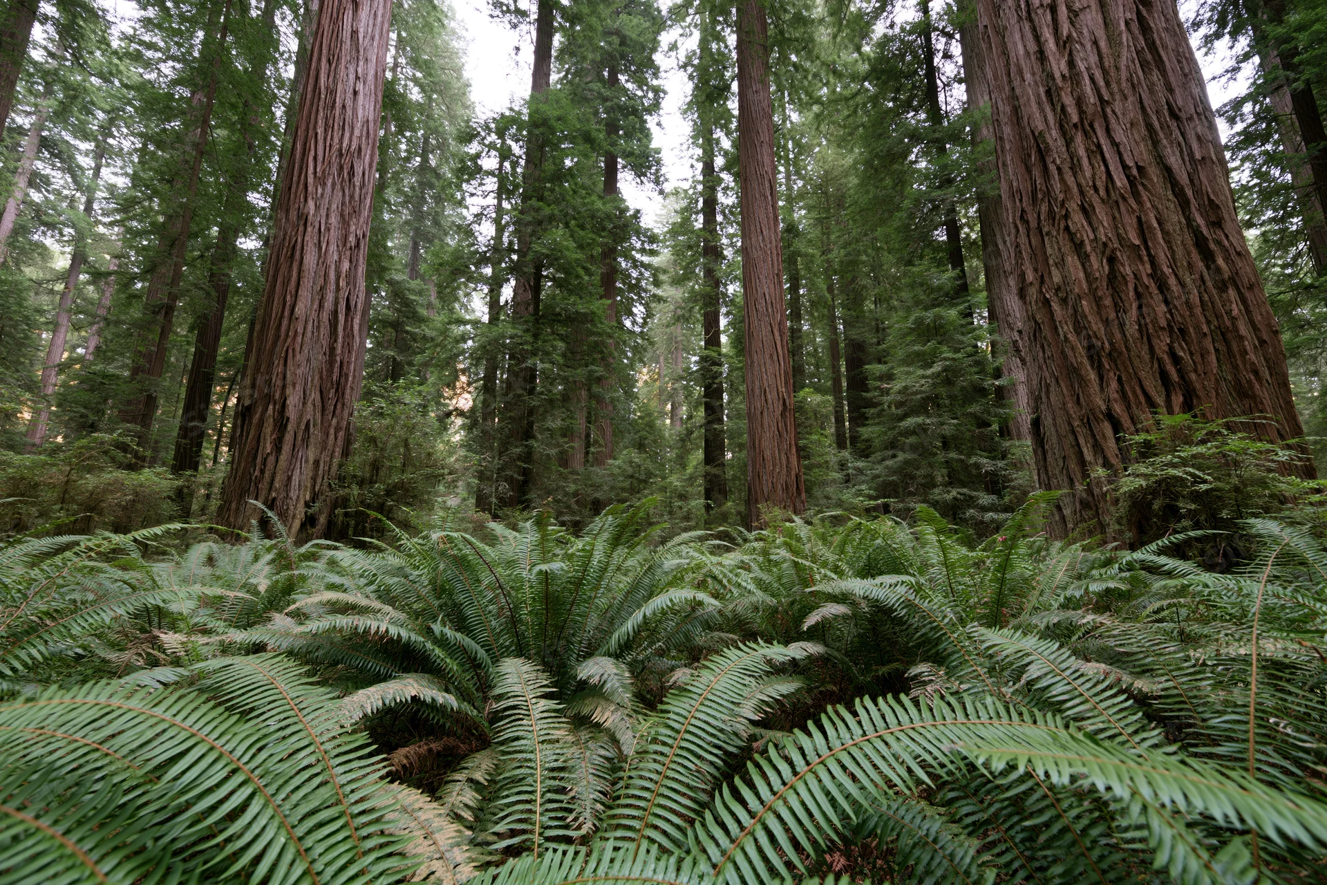 Ancient redwood forest floor covered in dense sword ferns beneath towering trees