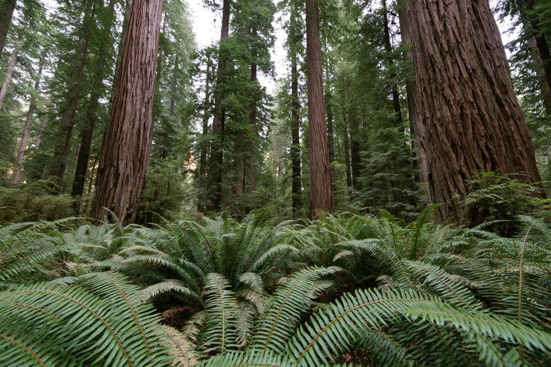 Ancient redwood forest floor covered in dense sword ferns beneath towering trees