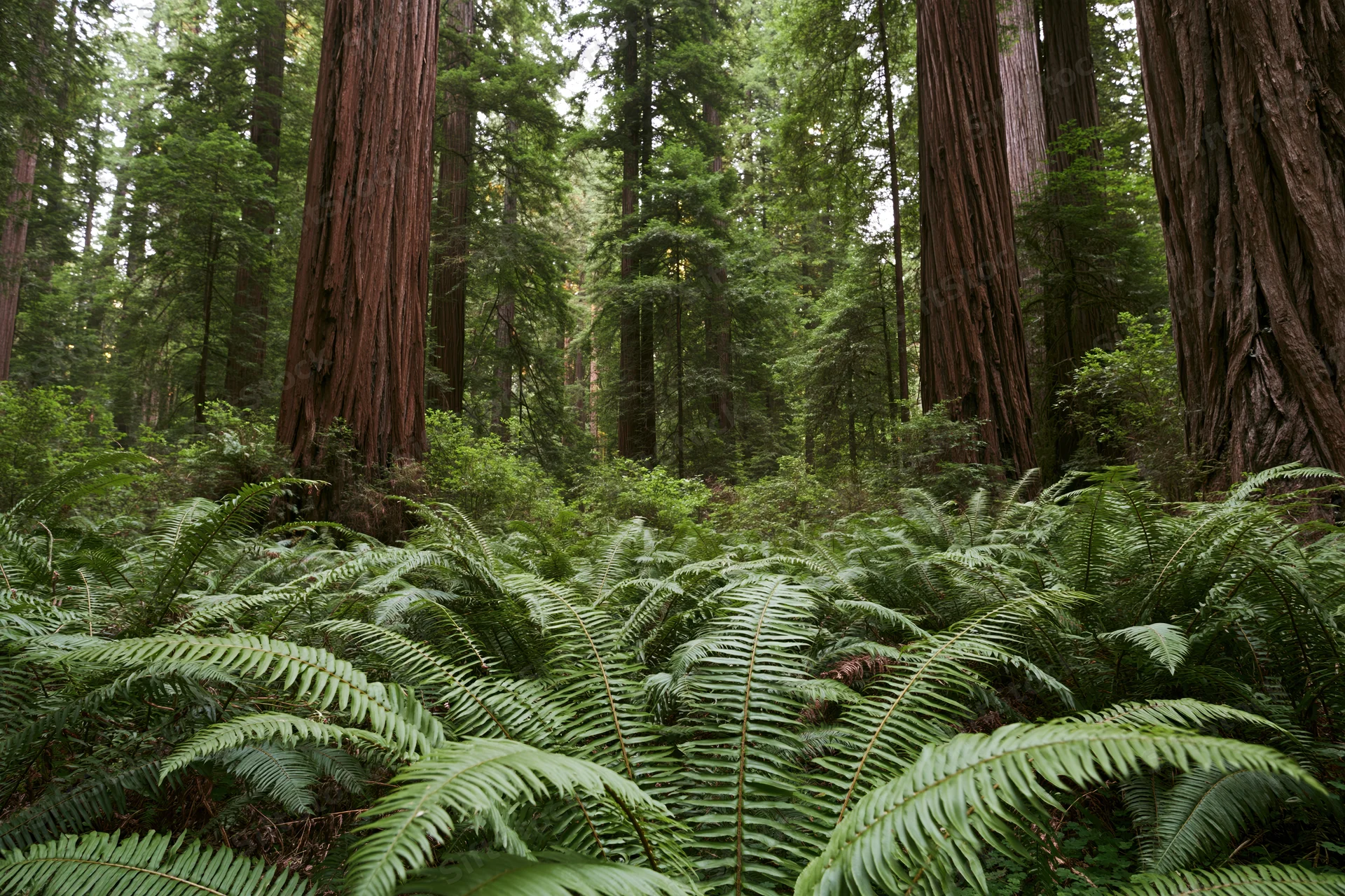Dense ferns covering the forest floor beneath towering redwood trees