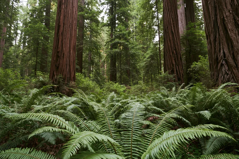 Dense ferns covering the forest floor beneath towering redwood trees