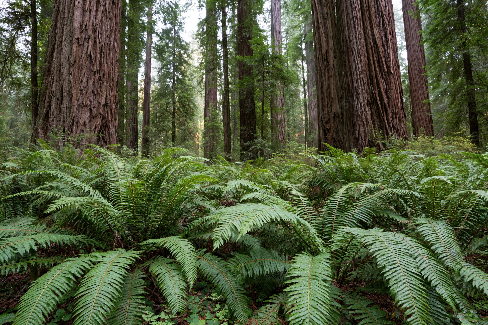 Dense ferns carpeting the forest floor beneath towering redwood trees