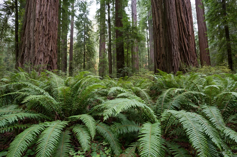 Dense ferns carpeting the forest floor beneath towering redwood trees