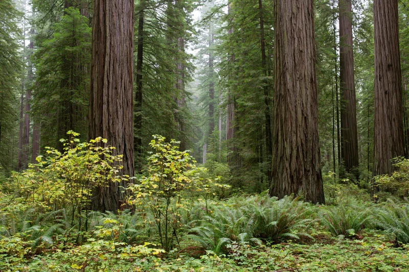Ancient redwood trees rising in a misty forest interior with ferns and undergrowth