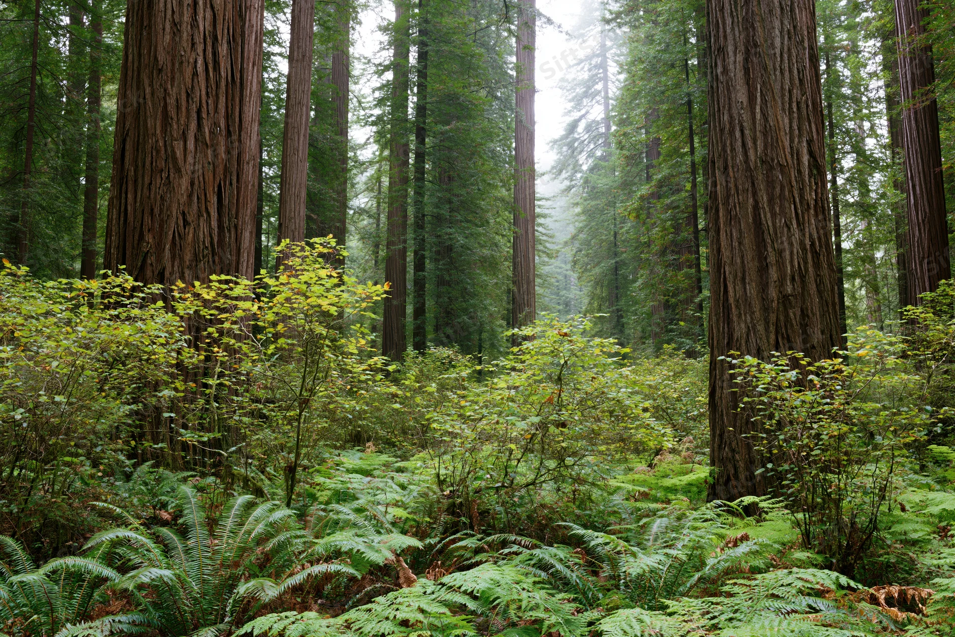 Ancient coastal redwood forest interior with massive straight trunks and lush green undergrowth