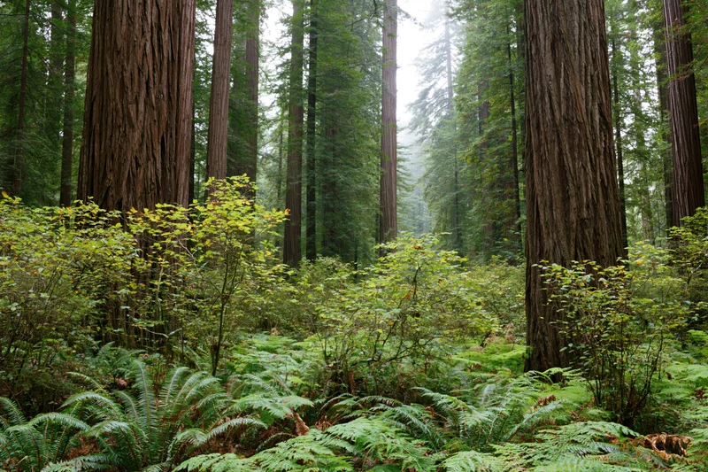 Ancient coastal redwood forest interior with massive straight trunks and lush green undergrowth