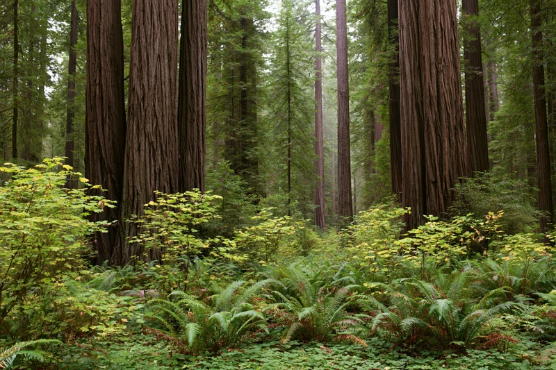 Ancient redwood forest interior with massive straight trunks and lush green undergrowth