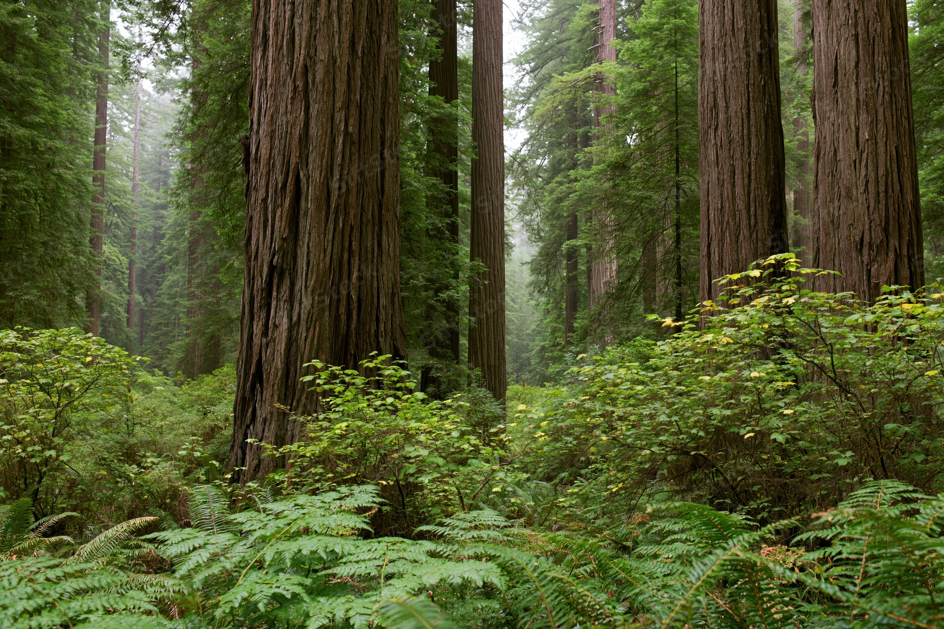 Ancient redwood trees rising tall in a dense forest with ferns and mist at ground level