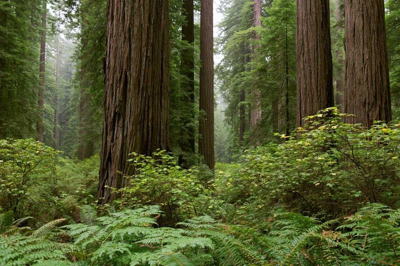 Ancient redwood trees rising tall in a dense forest with ferns and mist at ground level