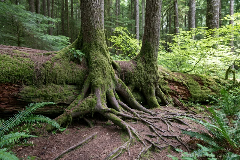 Moss-covered conifer tree roots spreading over a fallen log in a dense forest floor with ferns and dappled light