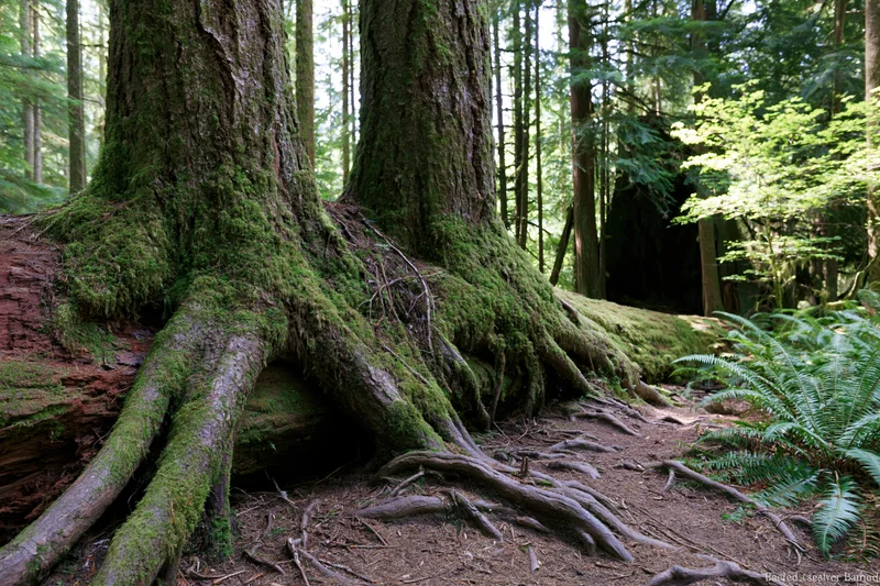Moss-covered conifer tree roots spreading over forest floor in dense woodland