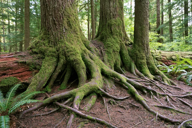 Moss-covered conifer tree roots spreading across forest floor with ferns and decaying wood