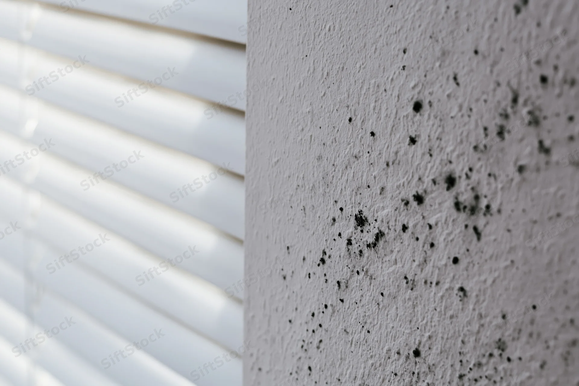 Close-up of black and grey mold spreading across a white interior wall surface