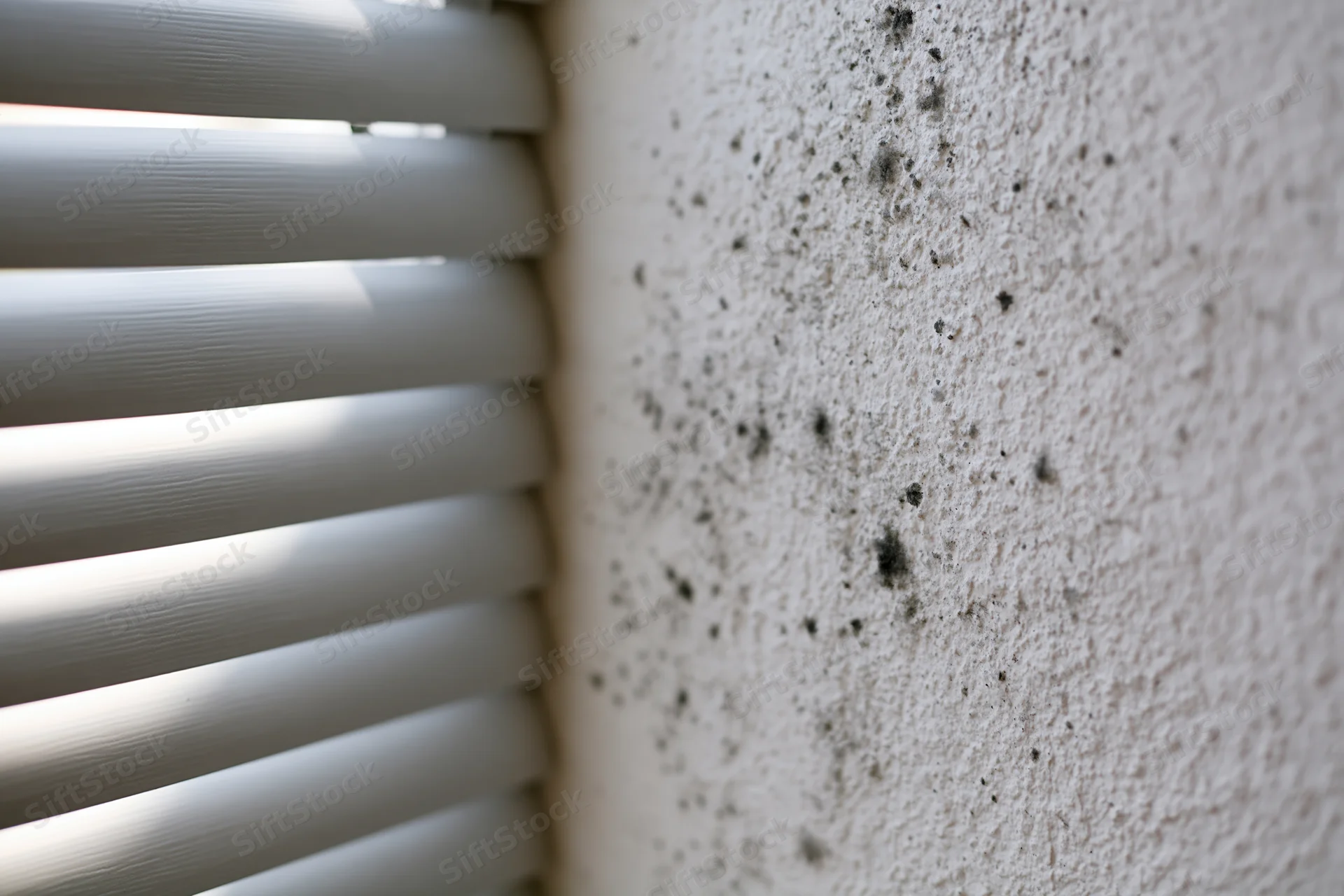 Mold colonies spreading across a white interior wall near window blinds