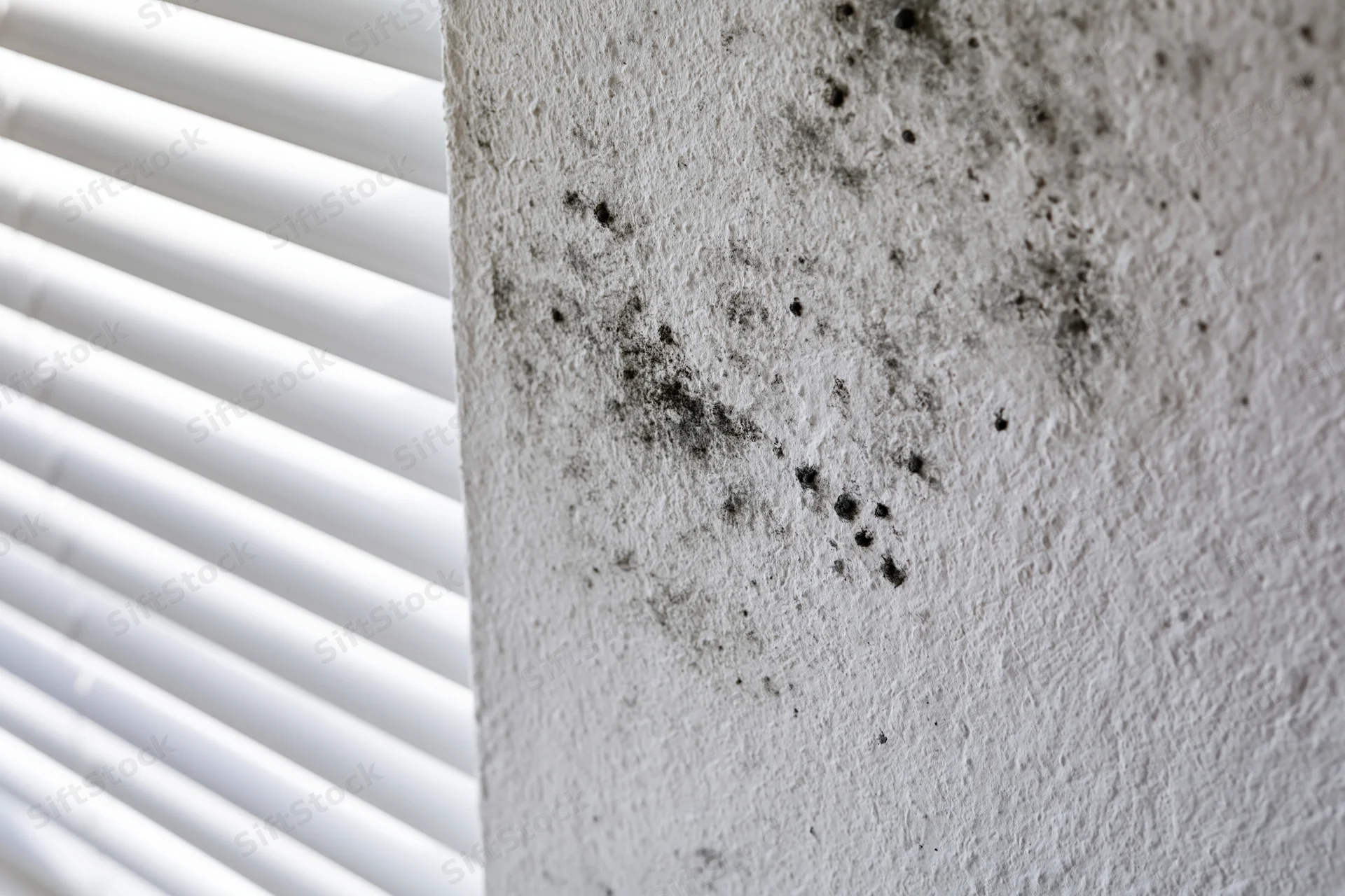 Mold colonies spreading across a white interior wall near window blinds