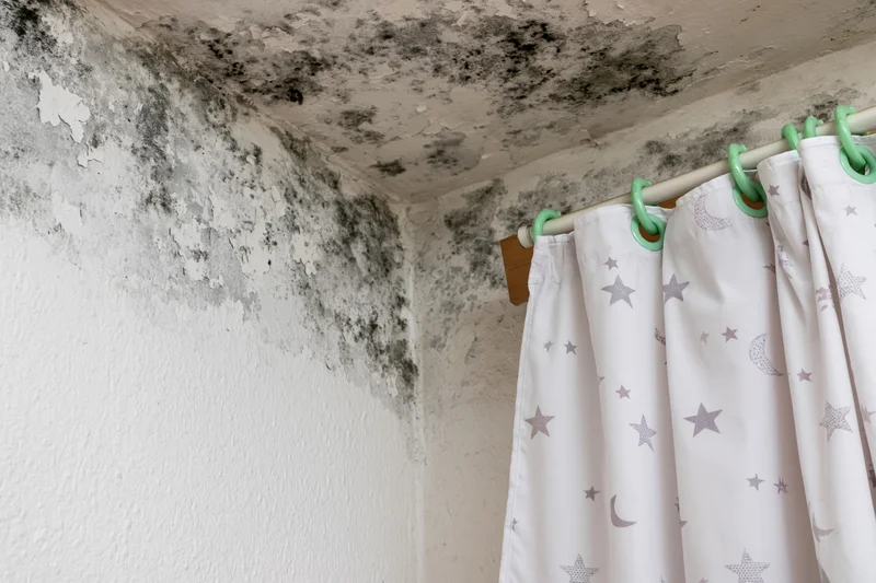 Black mold spreading across damp ceiling and wall corner near shower curtain in bathroom