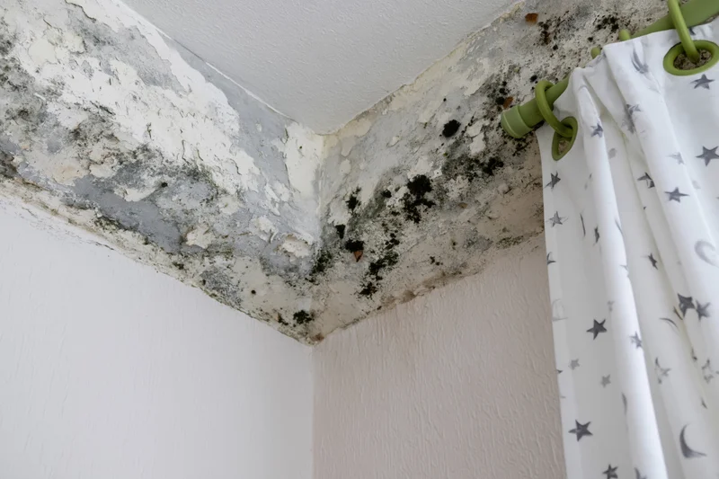 Black mold spreading across damp interior corner near ceiling and wall with peeling paint and a star-patterned curtain