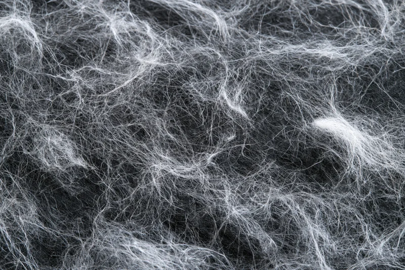 Closeup of scattered white pet hair and fine lint fibers on dark surface
