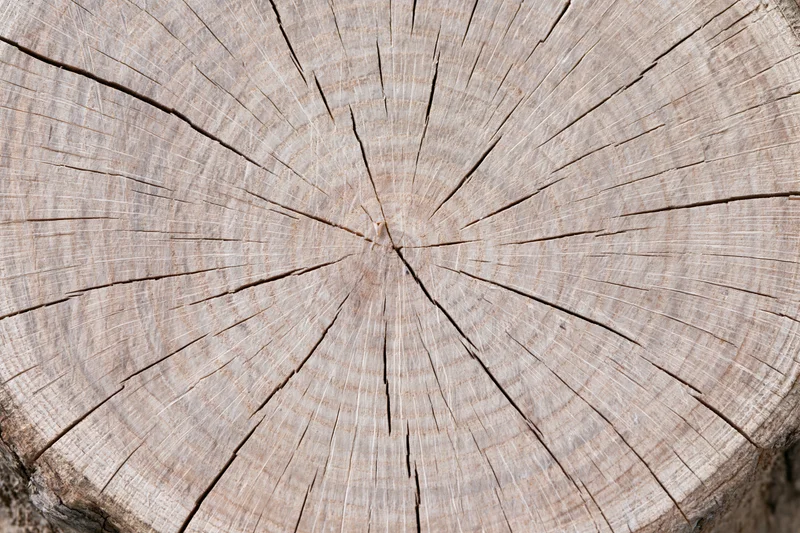 Close-up of a tree trunk cross-section showing growth rings and cracked wood texture