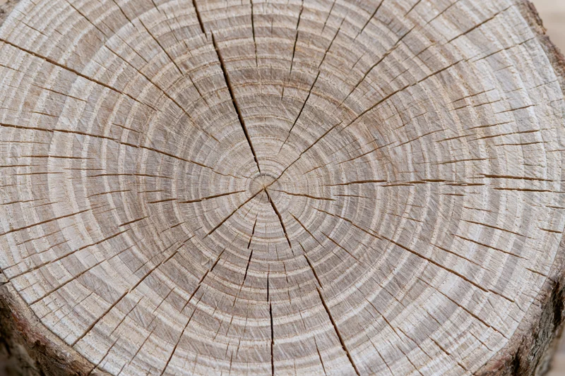 Close-up of a tree trunk cross-section showing growth rings and cracks