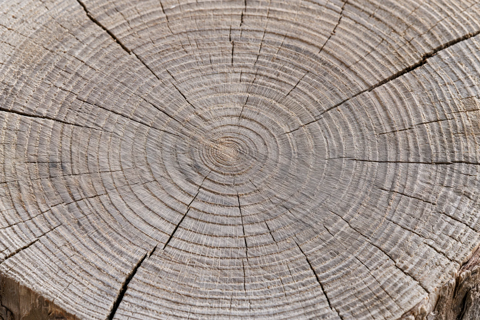 Close-up of a tree trunk cross-section showing growth rings and cracked wood texture