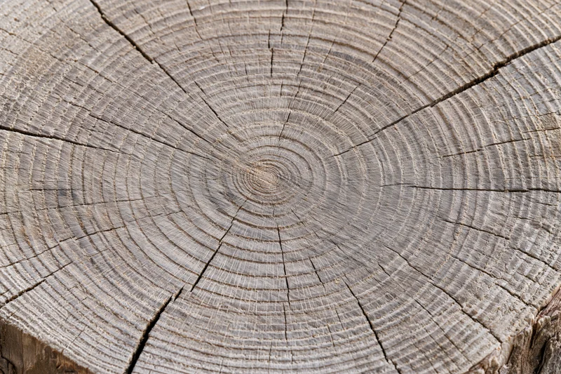 Close-up of a tree trunk cross-section showing growth rings and cracked wood texture