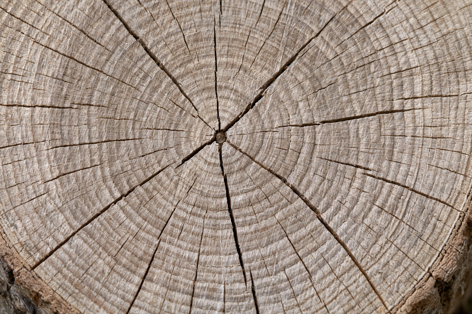 Close-up of a tree trunk cross-section showing growth rings and cracked wood texture