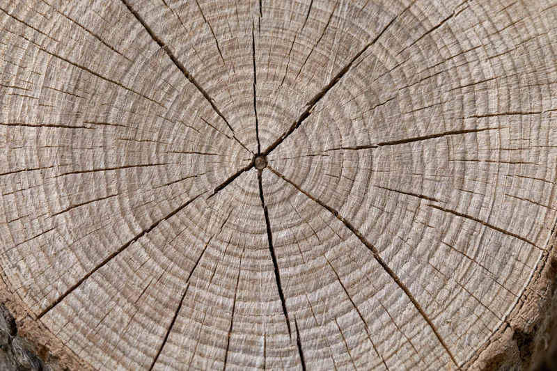 Close-up of a tree trunk cross-section showing growth rings and cracked wood texture