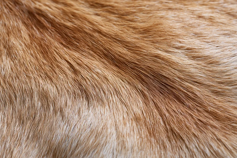 Close-up of dense brown fur on an animal hide surface