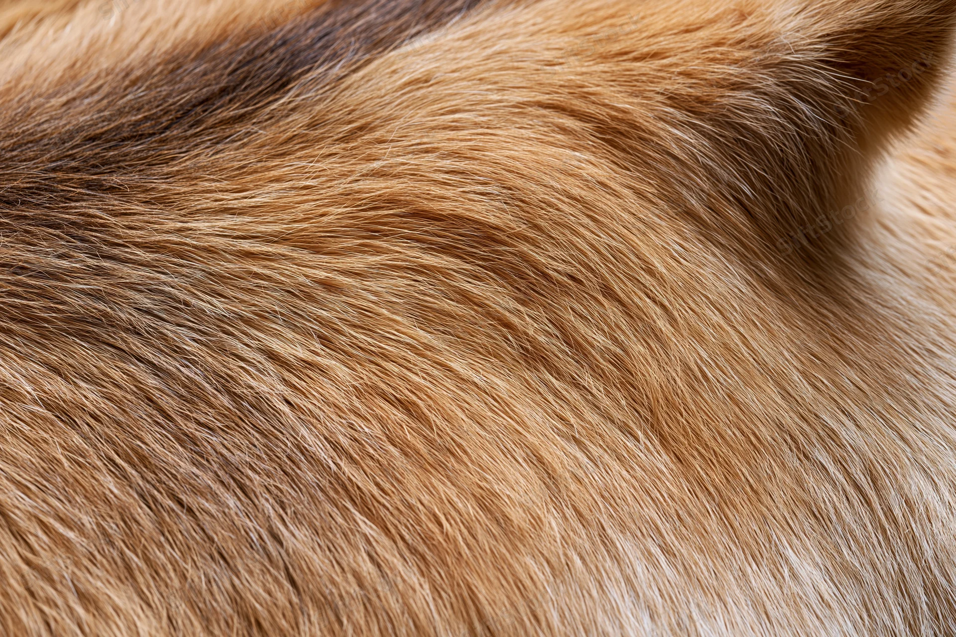Close-up of dense golden-brown fur on an animal hide surface