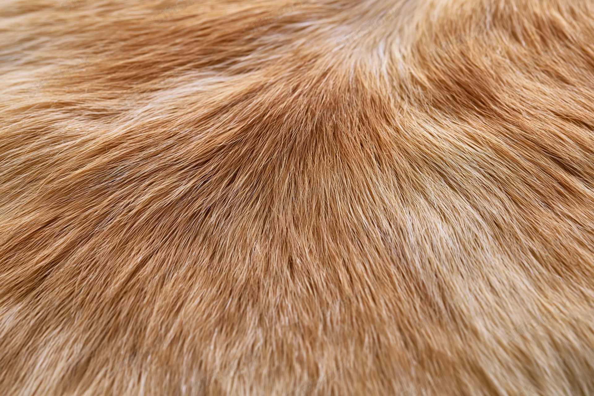 Close-up of short dense brown fur on animal hide surface