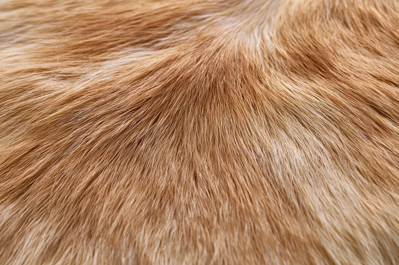 Close-up of short dense brown fur on animal hide surface
