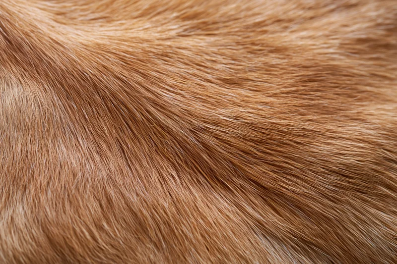Close-up of short dense brown fur on an animal hide surface