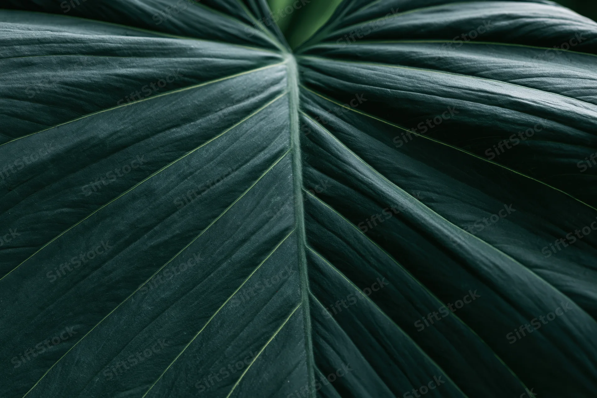 Close-up of a large tropical leaf showing detailed veins and texture